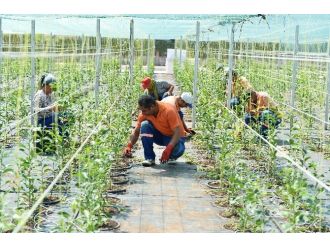 Muratpaşa Belediyesi 12 Bin Turunç Fidanı Dikecek