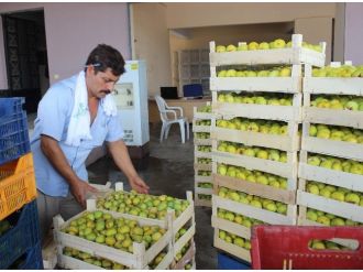Aydın İnciri İstanbul Ve Avrupa Yolculuğuna Başladı