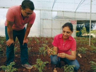 Domotes Fideleri Uzman Gözetiminde Dikildi