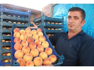 Terör, Şeftali Üreticisini De Vurdu