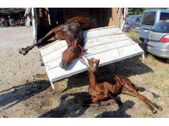 Yaralı Attan Yavrusuna Son Bakış