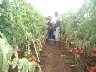 Somali Tarım Okulu Projesi Meyvelerini Verdi