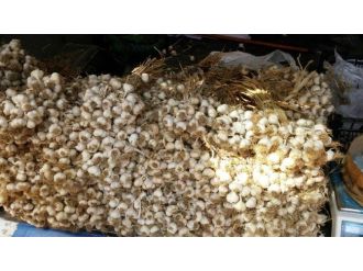 Taşköprü Sarımsağı Tekirdağ’da Satışa Çıktı
