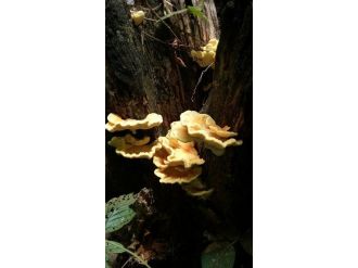 Zehirli Mantara Dikkat