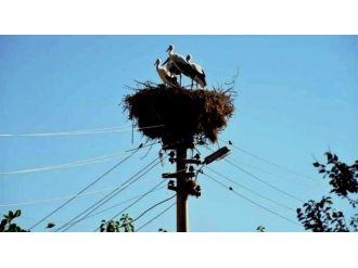 Sarıgöl Belediyesi Leyleklere Yeni Yuva Yaptı