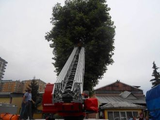 Bu Kez Ağaçta Mahsur Kalan İşçiyi Kurtardılar