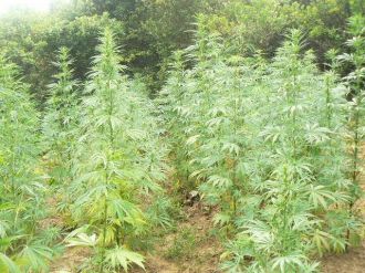 Kocaeli’de 4 Bin 970 Kök Kenevir, 3 Kilo 250 Gram Esrar Ele Geçirildi