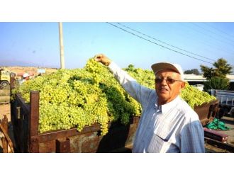 Sarıgöl’de Şaraplık Üzüm Alımlarına Başlandı