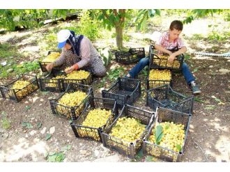 Mersinli Kiraz Üreticileri Dertli