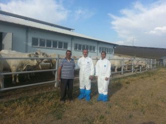 Dap Projesinden Destekli Etçi Şarole Irkı Büyükbaş Hayvanlar Geldi