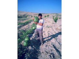 Geçimlerini Karpuzdan Sağlıyorlar