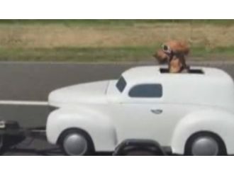 Sevimli Köpeğin İlginç Seyahati