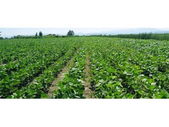 Aydın’da Soya Ekim Alanları Arttı