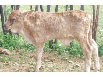 Adsyb’den Yetiştiricilere ‘Çiçek Hastalığı’ Uyarısı