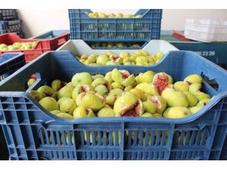 İncir Denizyelini Sevmedi