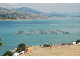 Almus, Alabalık Üretimiyle Adından Söz Ettiriyor