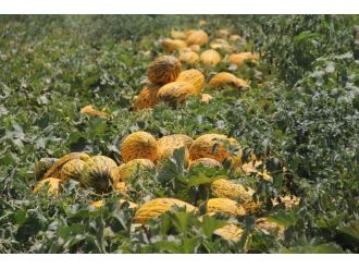 Markette Kilosu 2 Tl’den Satılan Kavun Tarlada 20 Kuruş