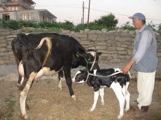 Şap Aşısı Yaptırmayana 7 Bin 321 Tl Ceza