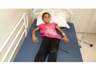 Siirt’te Bir Günde 6 Kişiyi Akrep Soktu