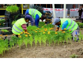 Gölbaşı Çiçeklerle Renkleniyor