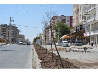 Silvan’da Vatandaşlardan Ağaç Tepkisi