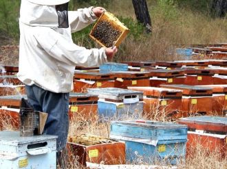 Arıcılar İçin 10 Bin 548 Konaklama Noktası