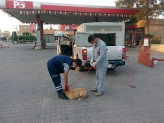 Ceylanpınar’da Sahipsiz Hayvanlar Toplatılıyor