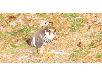 Tedavileri Tamamlanan Kuşlar Yeniden Doğaya Kanat Çıpttı