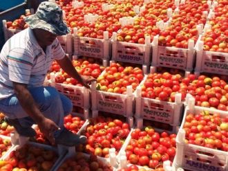 Adilcevaz’da Domates Hasadı Başladı