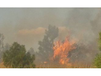 Yaban Güvercinleri Yangına Neden Oldu