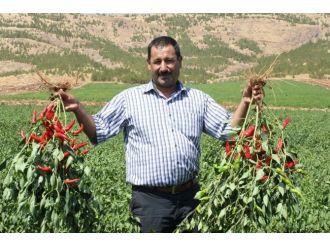 Biber Tohumlarından Yüksek Verim