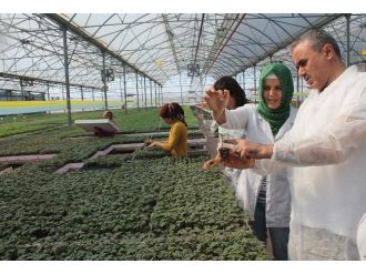 Kumluca’da Örtü Altı Sebze Üretimi İçin Fide Üretimi Başladı