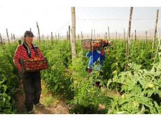 Van’da Sebze Üretimi