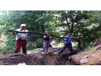 Uzayan Ceviz Kökleri Beldeyi Susuz Bıraktı