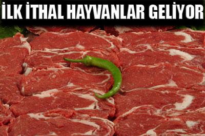 İlk ithal hayvanlar geliyor 