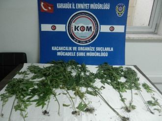 Karabük Emniyetin Kenevir Operasyonu