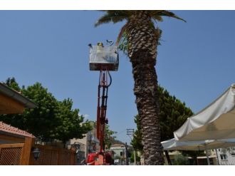 Selçuk’ta Yavru Kumru Seferberliği