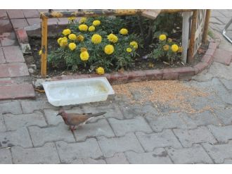 Duyarlı Esnaf Sokak Hayvanları İçin Dükkanının Önüne Su Koydu