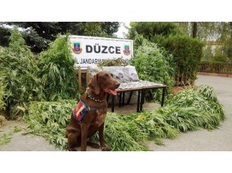 Düzce’de Uyuşturucu Operasyonu