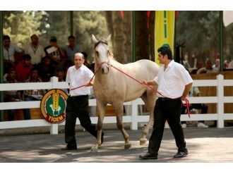 Villa Fiyatına Taylar Kapışıldı
