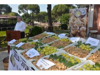 Nazilli’de Sezonun İlk İnciri Törenle Alındı