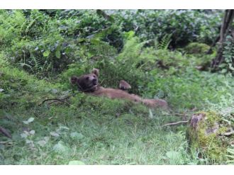 Rize’de Ayı Paniği