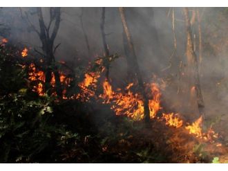 Erdek’te Orman Yangını