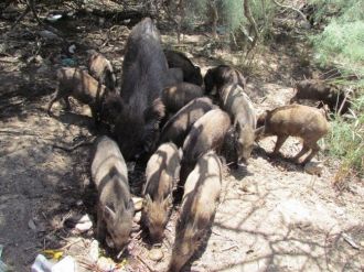 Aydın Çiftçisine Domuzlar Musallat Oldu