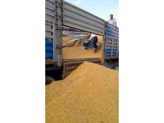 Kepek Ve Mısır Arası 55 Bin Paket Kaçak Sigara