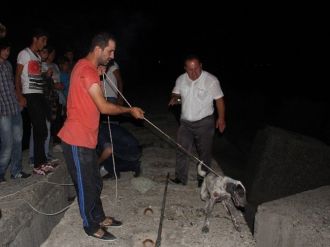 Beton Bloklar Arasına Sıkışan Köpek İçin Seferber Oldular