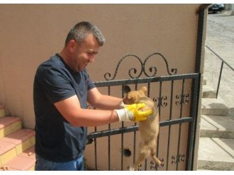 Zabıta Ekipleri Sahipsiz Hayvanları Yalnız Bırakmıyor