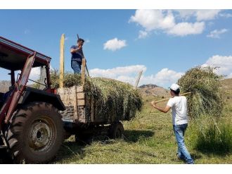 Gümüşhane’de Hasat Mevsimi Son Günlerini Yaşıyor