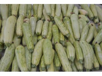 Şekli Bozuk Olan Kabak Diğerlerine Göre Daha Sağlıklı