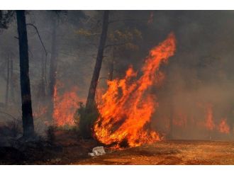 Köyceğiz’de Orman Yangını